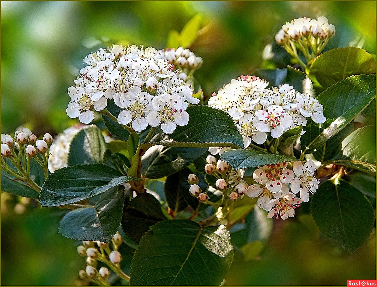 Черноплодная рябина фото цветов