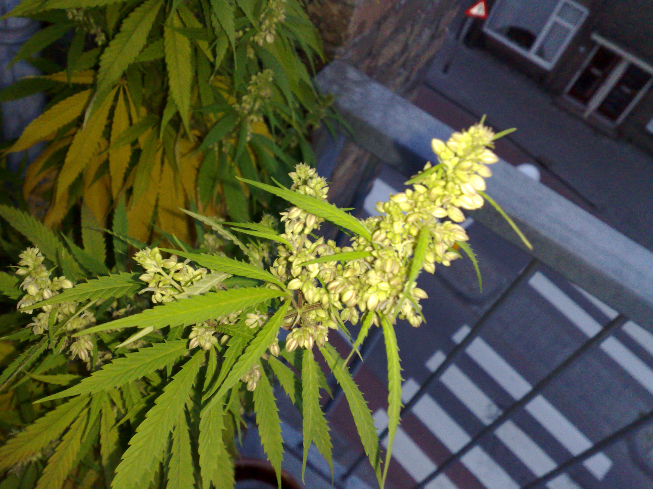Конопля в цвету мужские особи марихуаны