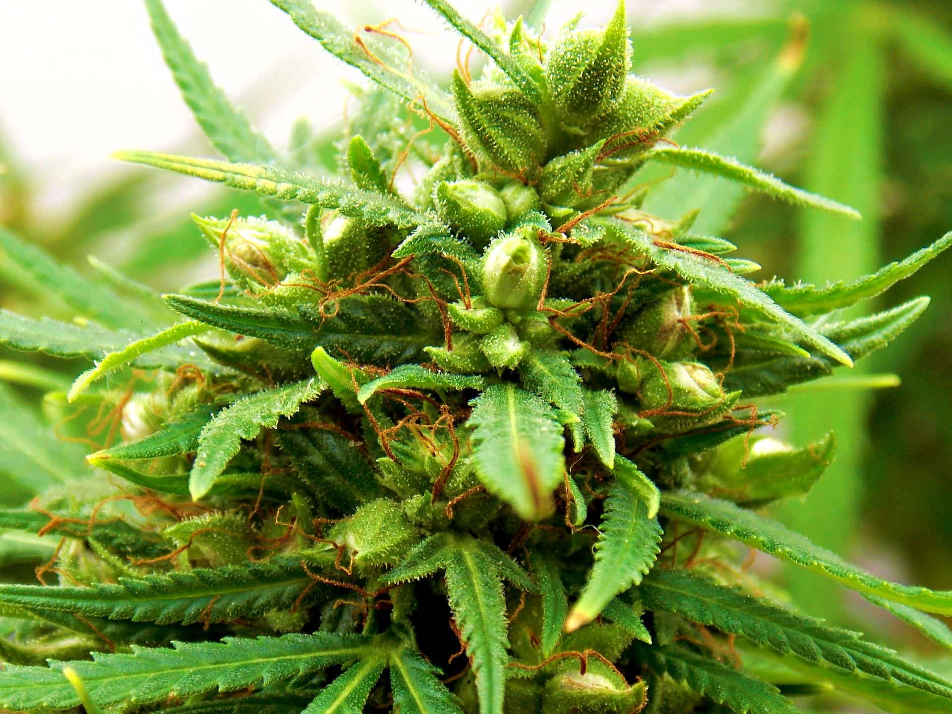 Куст семенами конопли наказание за употребления марихуаны