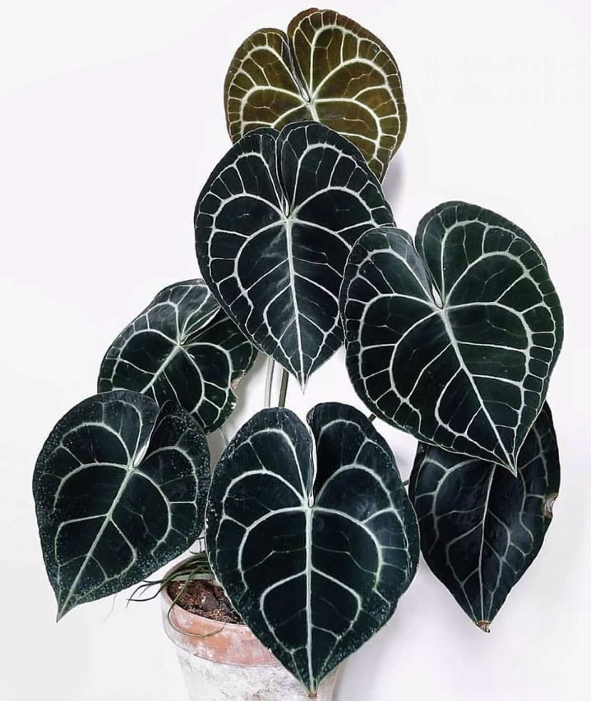 Комнатное растение с темными листьями. Антуриум Кларинервиум. Антуриум Кларинервиум Хрустальный. Антиуриум клавинерниум. Алоказия Азлани.