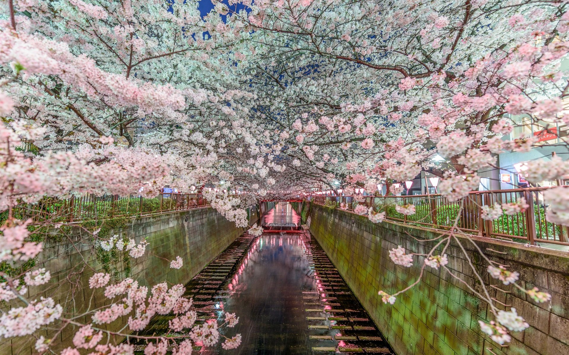 Цветение Сакуры в Японии обои