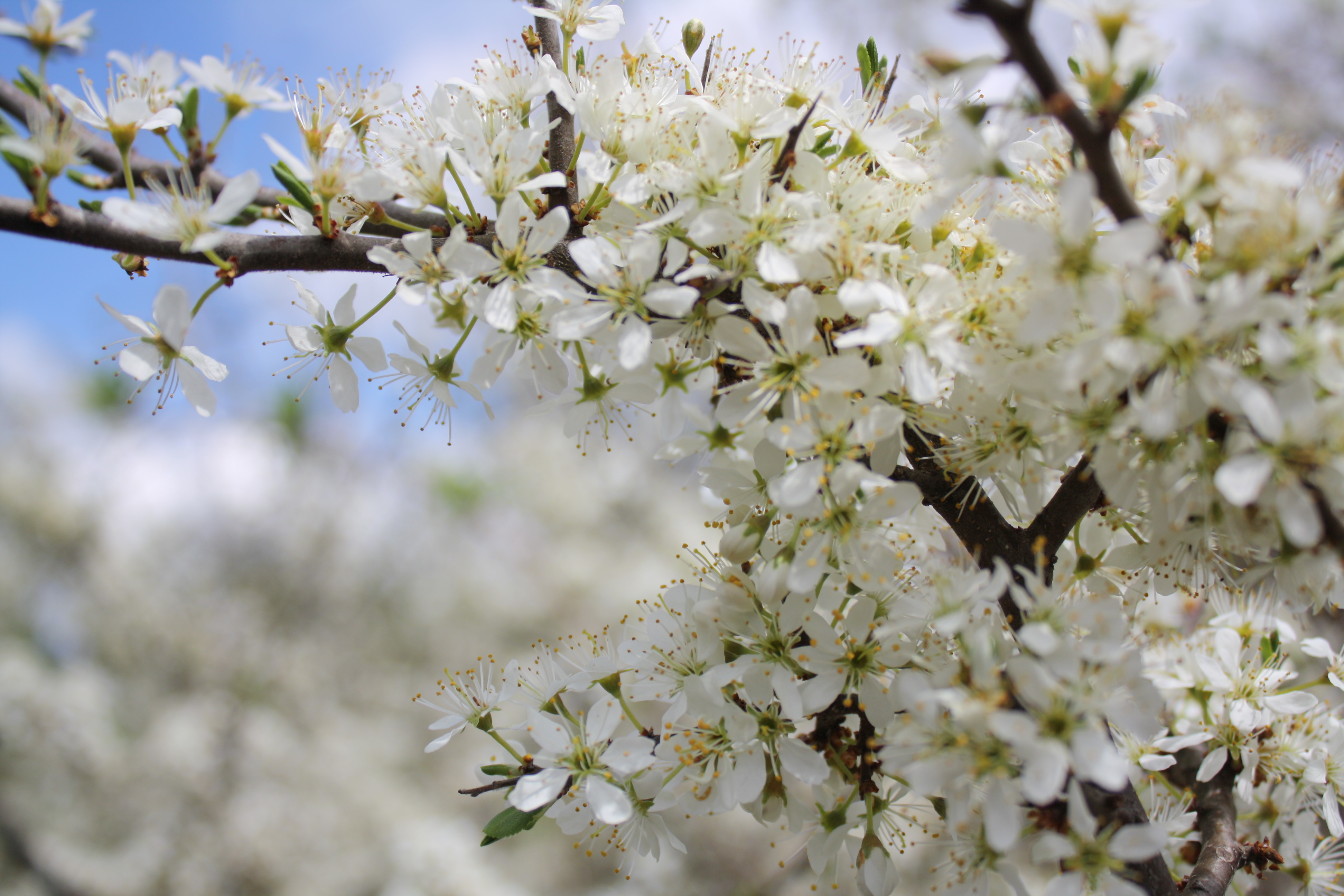 Май картинки для презентации. Цветущая черемуха. Весной цветут деревья черемуха. Черемуха дерево. Белая черемуха дерево.
