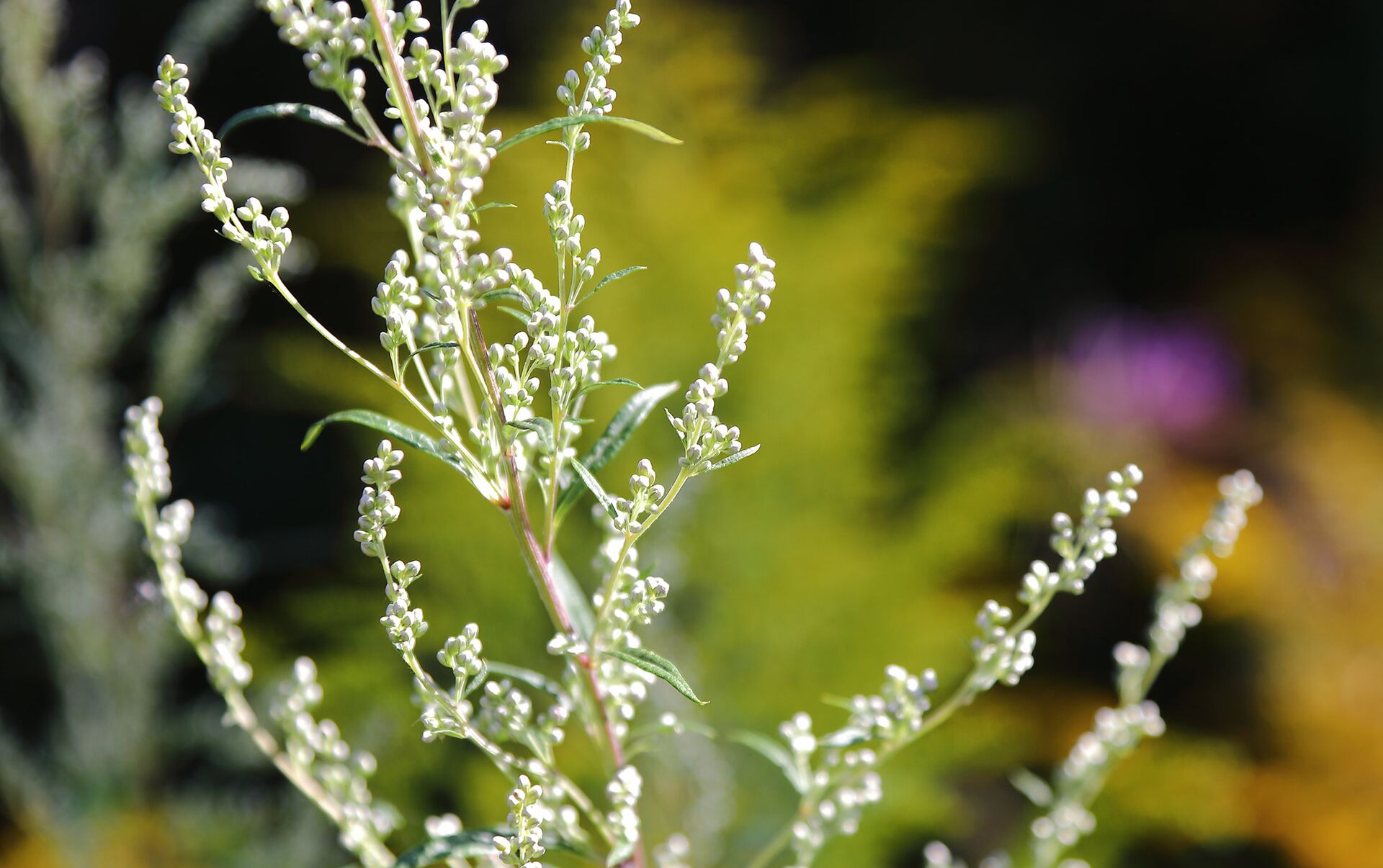 Полынь горькая (Artemisia absinthium) .