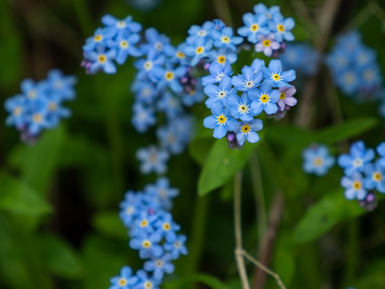 Цветы Маленькие Голубые