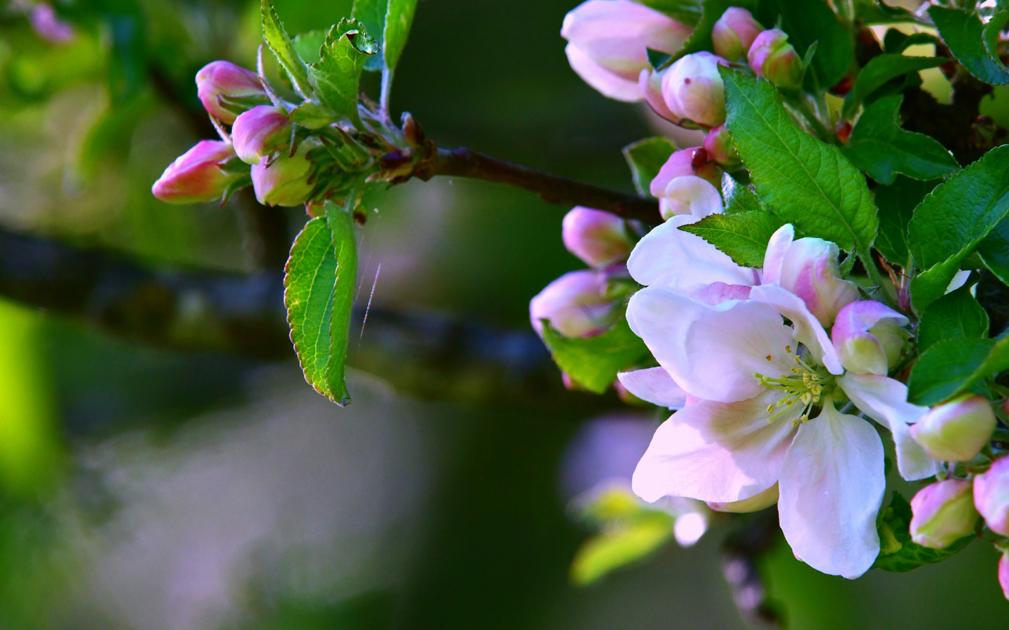 Ветка яблони в цвету фото