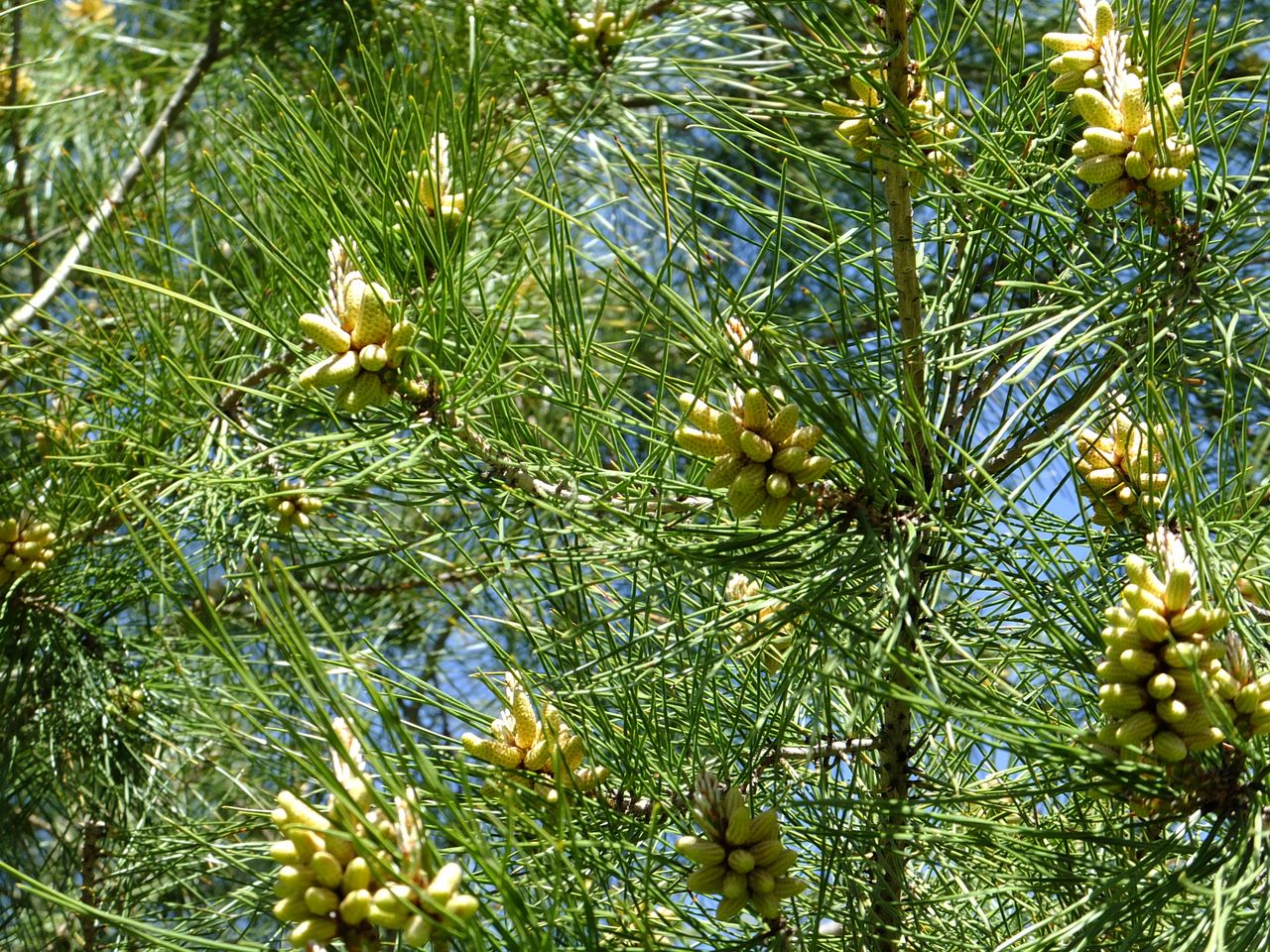 Сосна Pinus pityusa