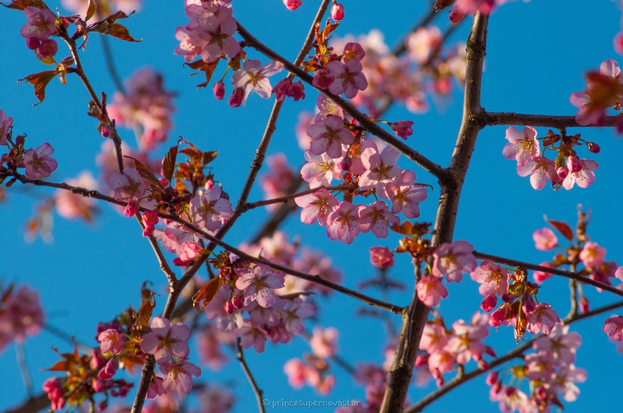 цветение сакуры в москве