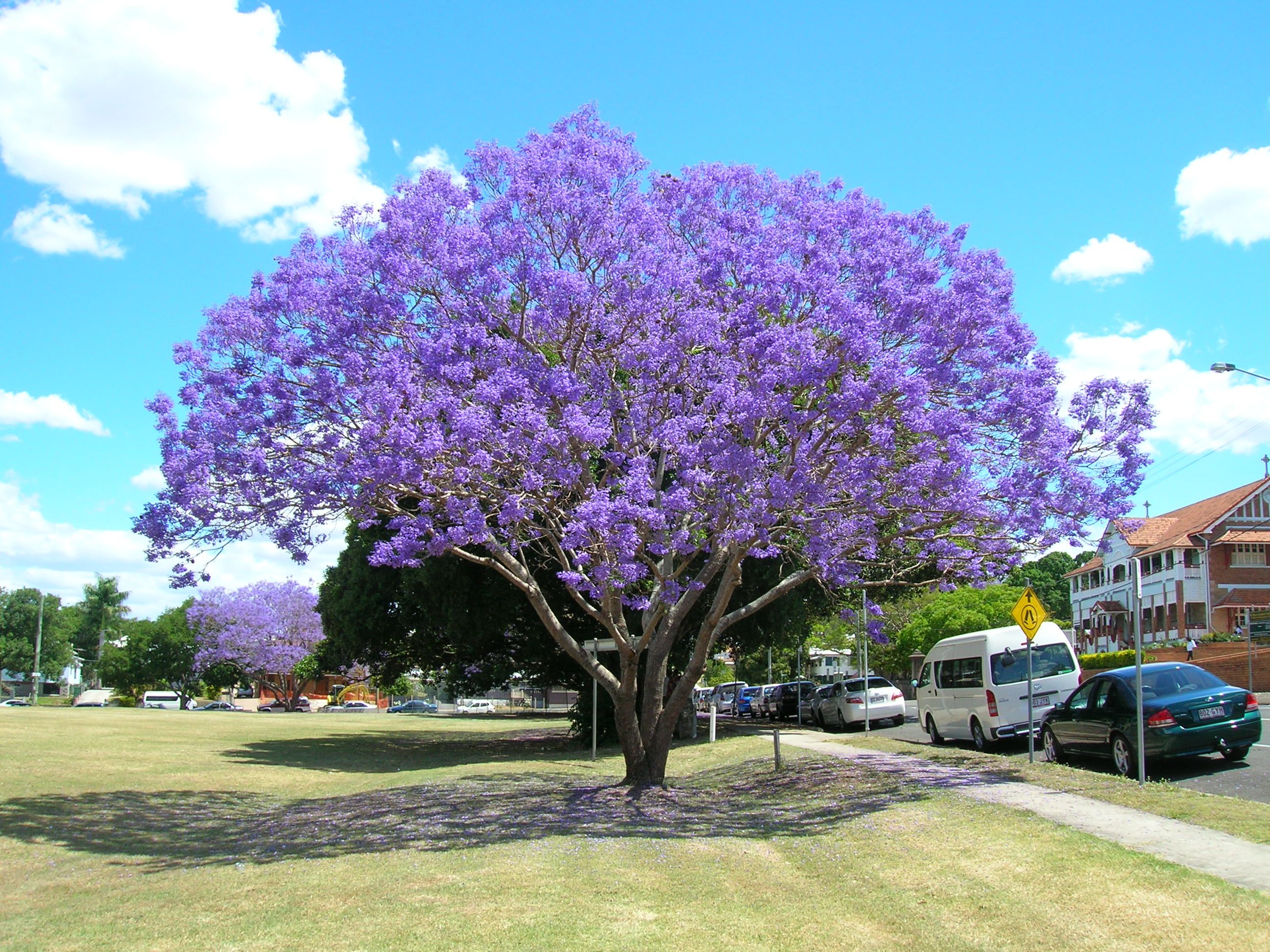 Цветущие деревья Австралии