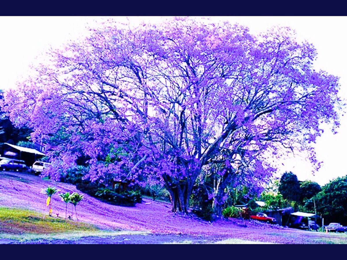 Джакаранда дерево цветение в австралии (72 фото) .