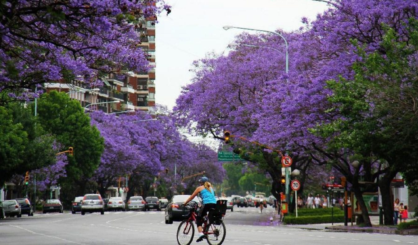 Цветение жакаранды в Буэнос Айресе