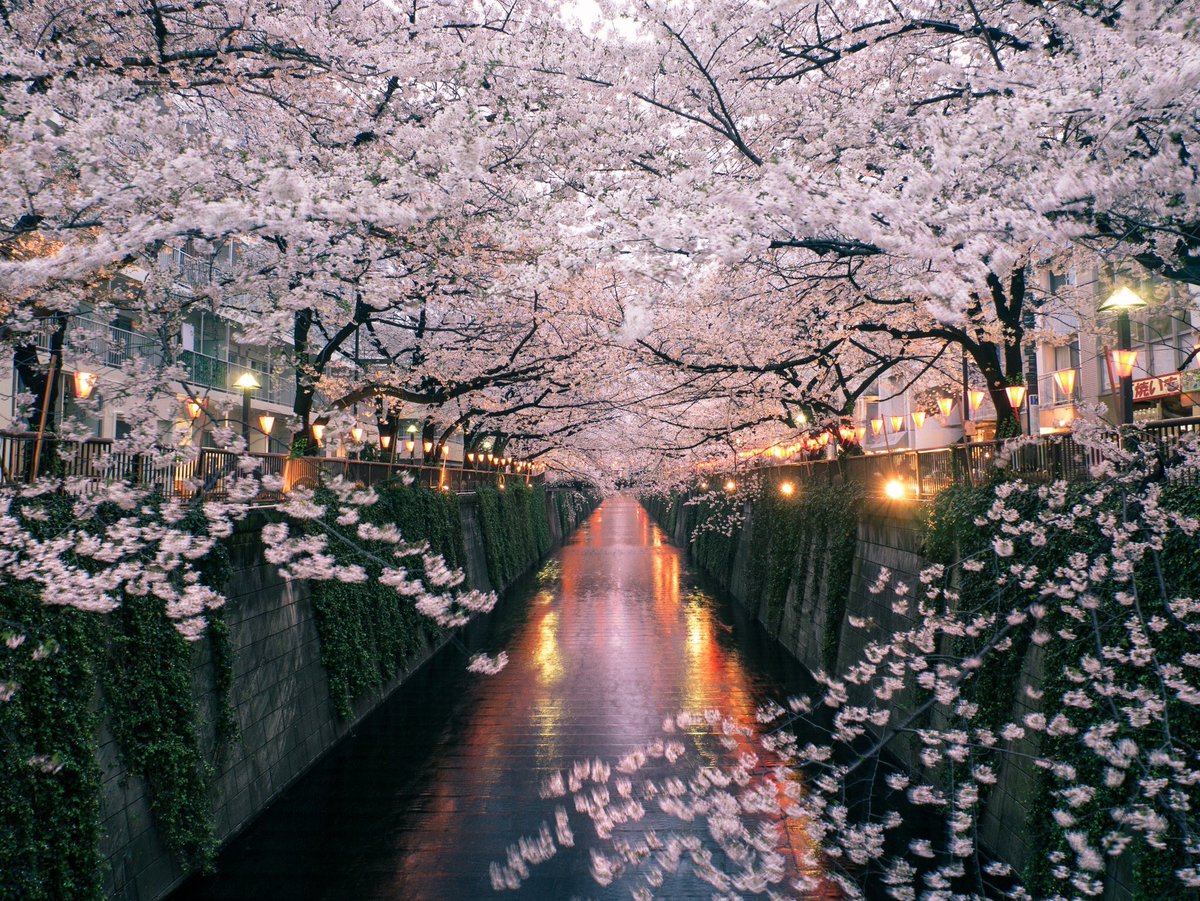 Цветение сакуры в японии красивые