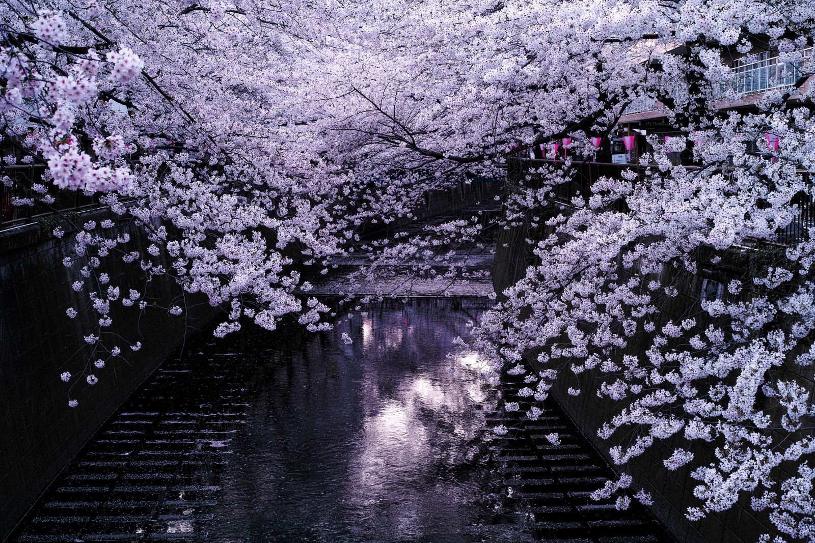 Красивые фото японской сакуры