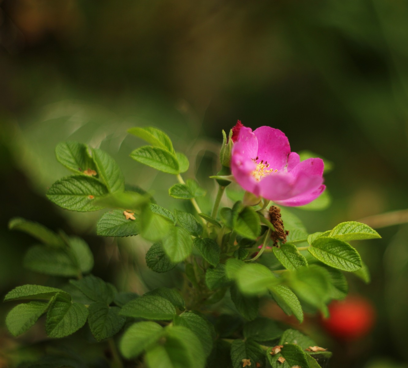 Цветы роза-ругоза макро