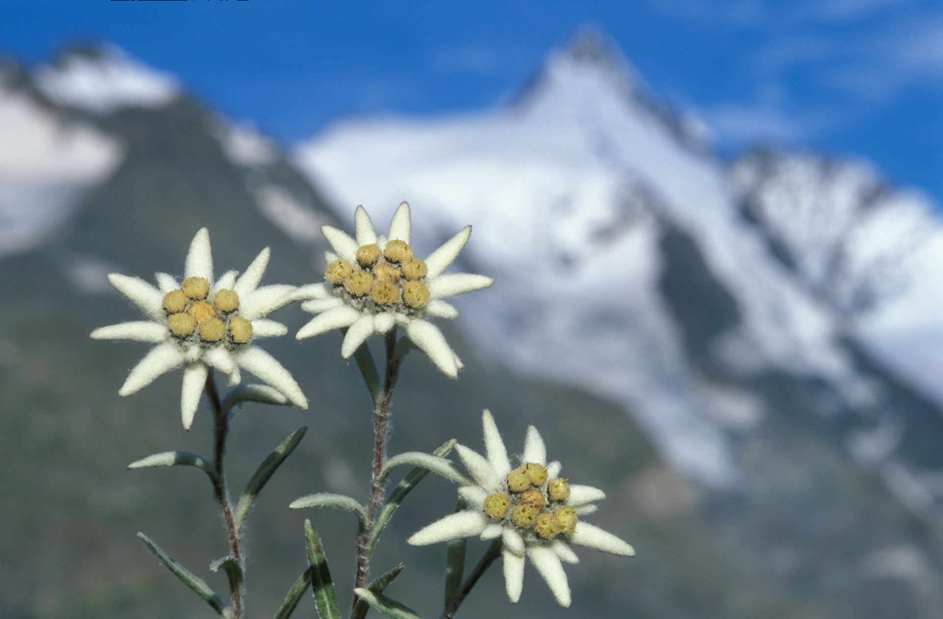 Какой тип питания характерен для эдельвейса. Гора Белуха Альпийские эдельвейсы. Высокогорный цветок Эдельвейс. Эдельвейс горный Алтай цветок. Цветок Эдельвейс Алтайского заповедника.