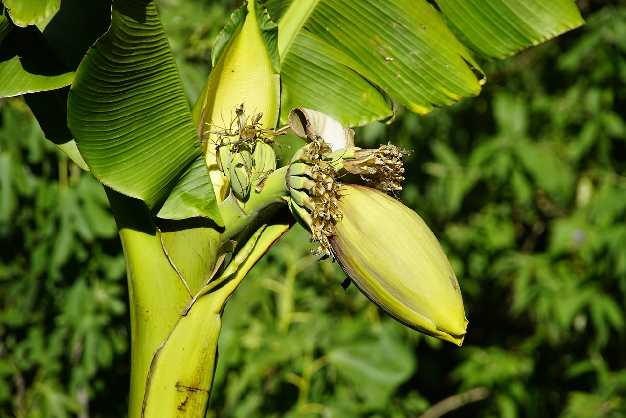 Как цветет банан. Цветок банана карри. Банановая Пальма цветение. Банан Пальма цветение. Завязь банана.