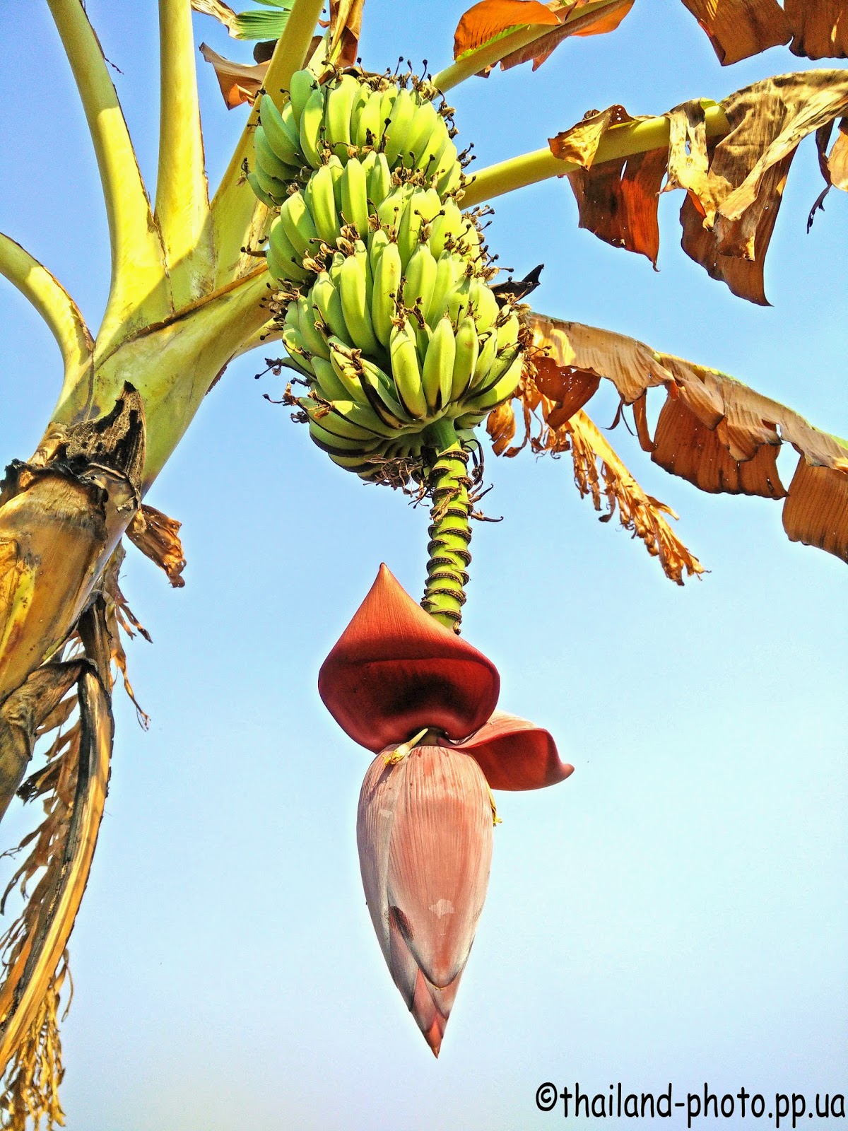 Как цветет банан. Тайланд банановые пальмы. Цветение банана. Банановая Пальма цветет. Банановое дерево Тайланд.