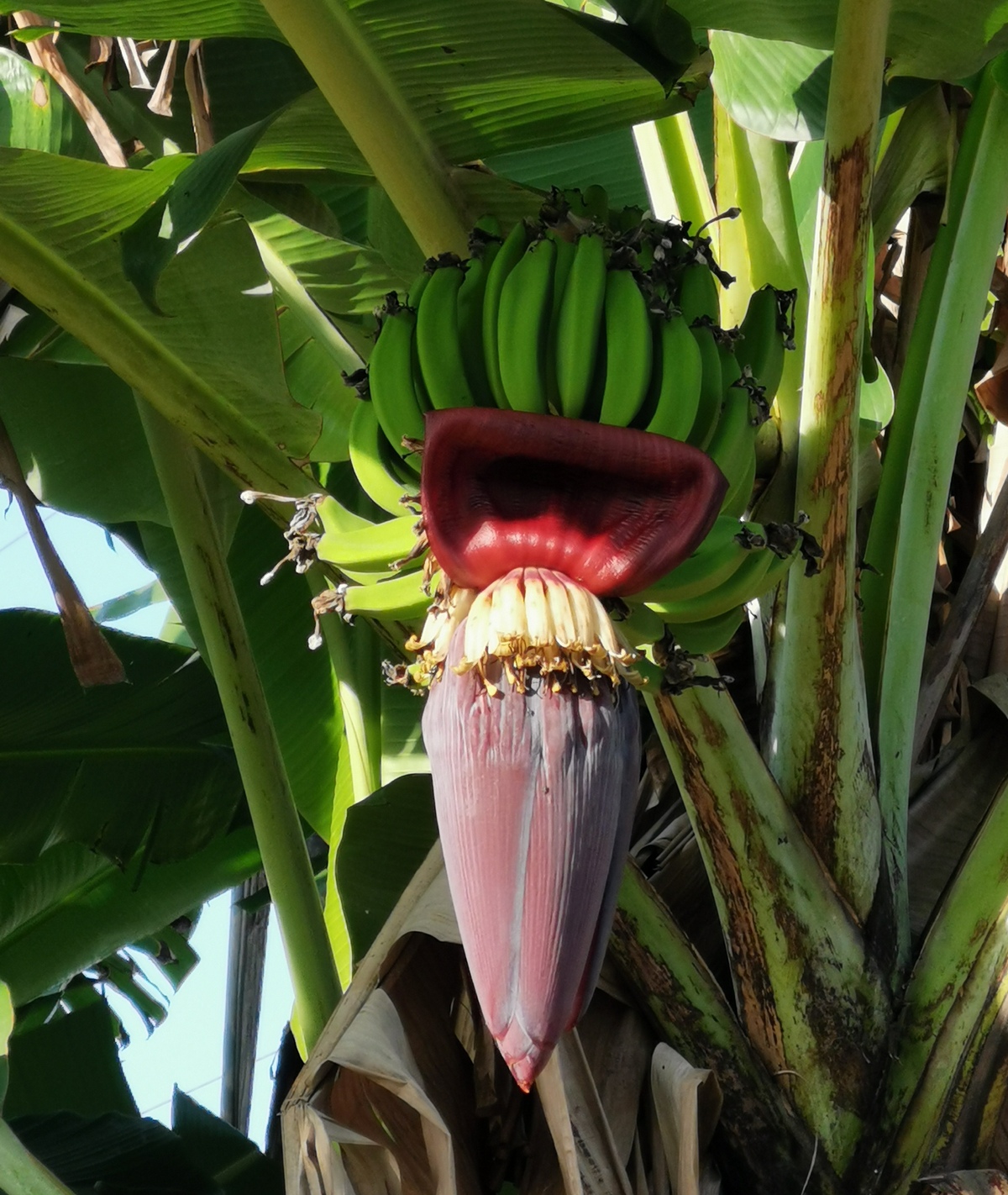 Как цветет банан. Банановая Пальма цветет. Цветение банана. Банановая Пальма семена. Цветение бананового дерева.