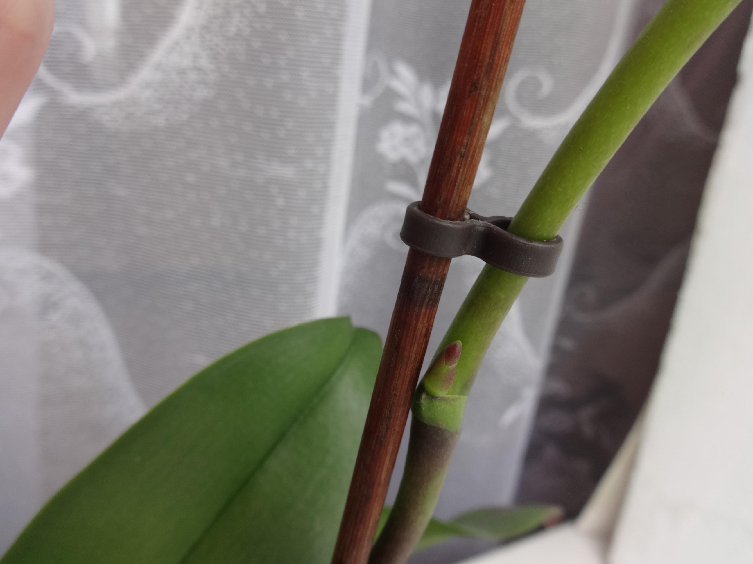 Завяла Цветоносная стрелка на орхидее