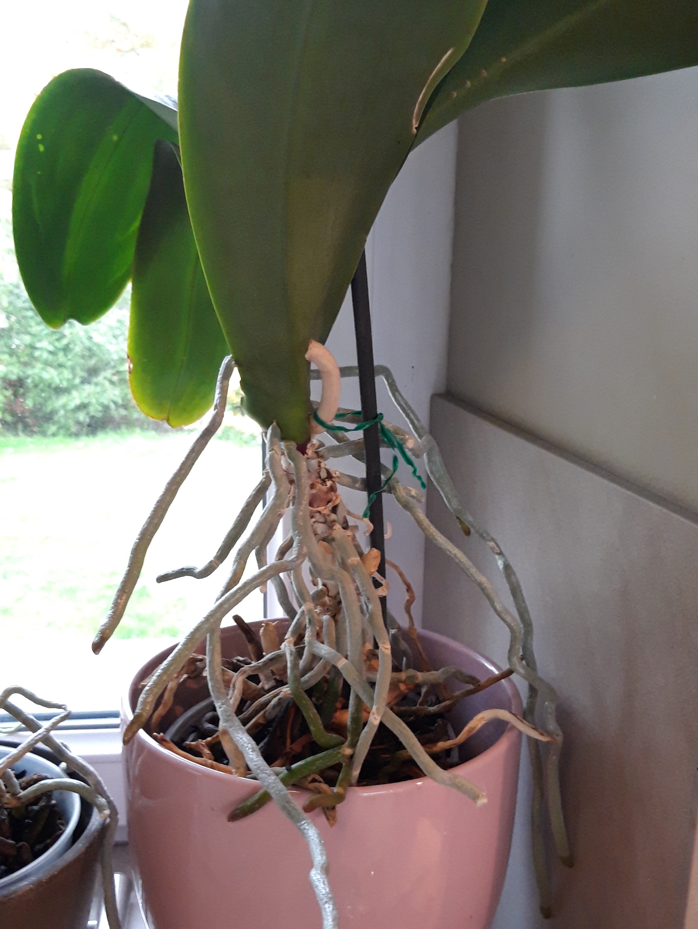 Омолаживание орхидеи фаленопсис