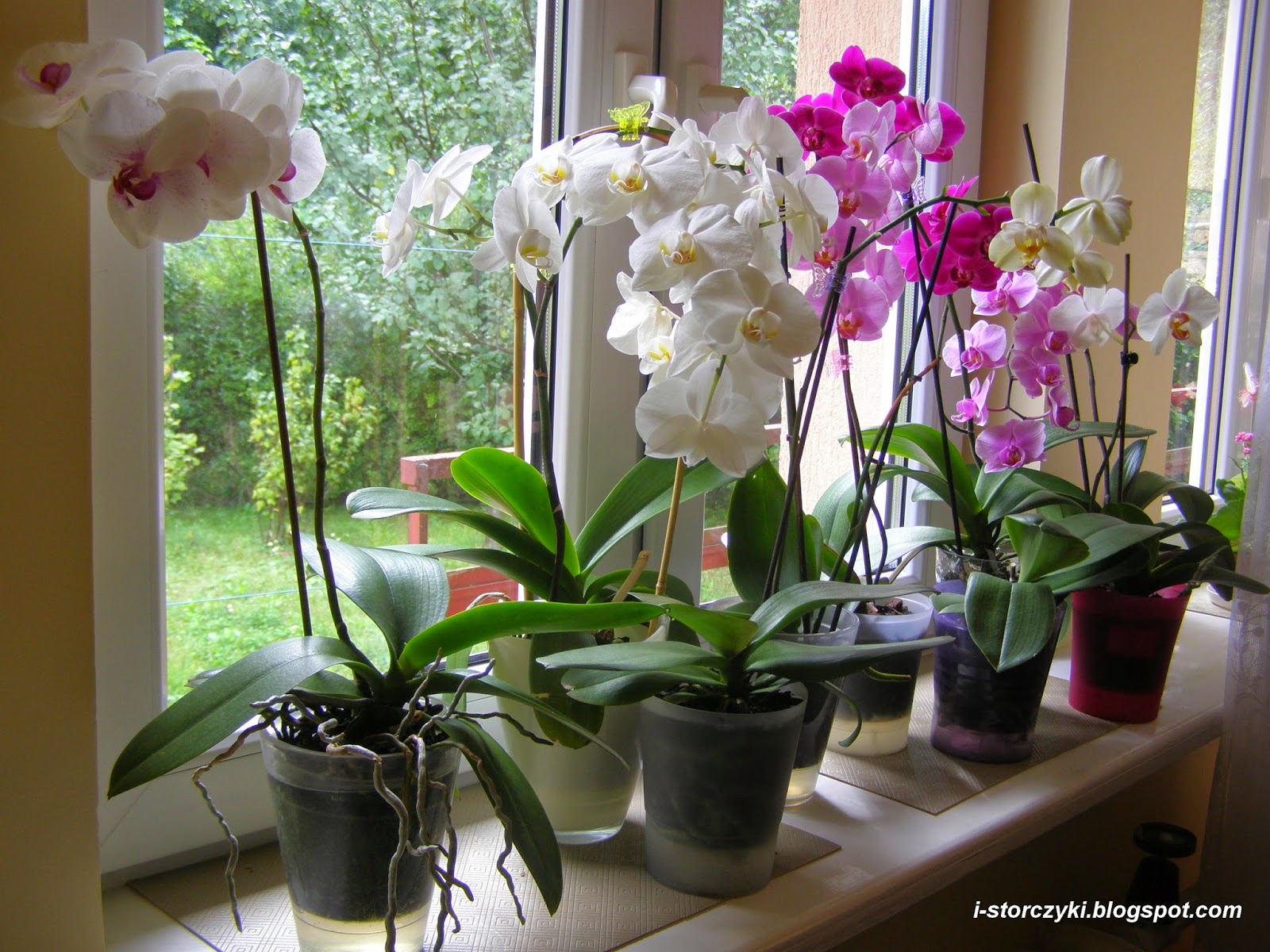 Как ухаживать за орхидеей после магазина. Орхидея отцвела. Орхидеи домашние. Полив орхидеи. Цветение орхидеи.