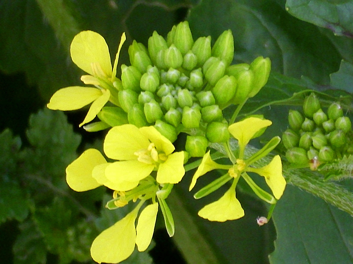 Как выглядит растение горчица фото до цветения