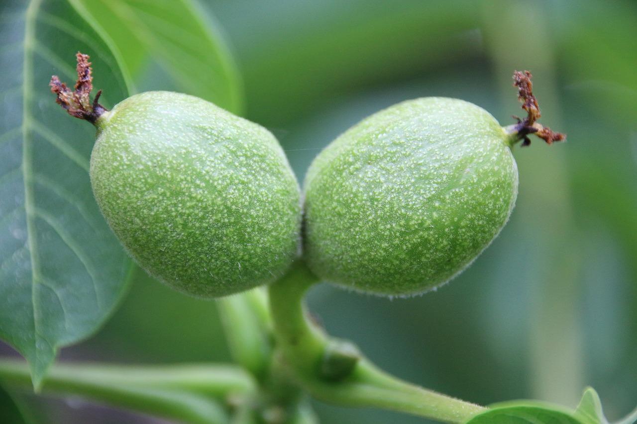 Грецкий орех незрелый плод дерево