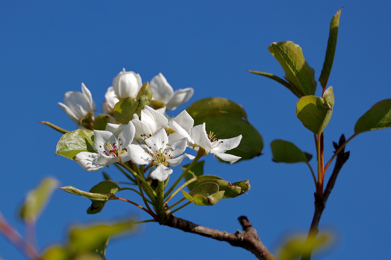 Любовь расцветающая цветами груши 45. Цветущая груша. Груша дерево цветение. Цветущая ветка груши. Pear Blossom.
