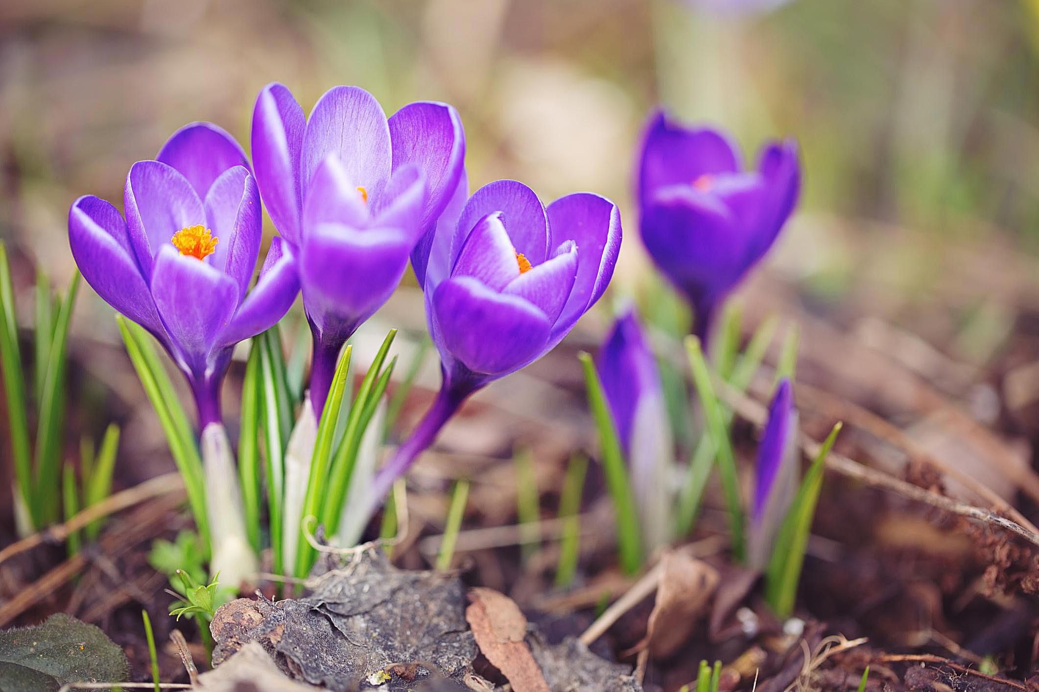 Крокус это только начало. Луковичные крокусы. Крокус цветок. Крокус Ботанический фиолетовый. Крокус сростнолистный.