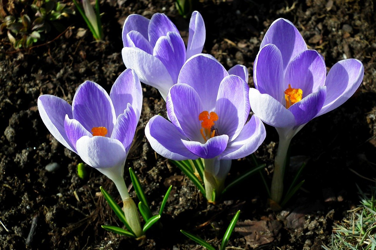 Крокус пос. Первоцветы крокусы. Крокус Крокус зонатус (в уп. 10 Шт.). Крокус Блюберд. Крокус Шафран голубой цветок.