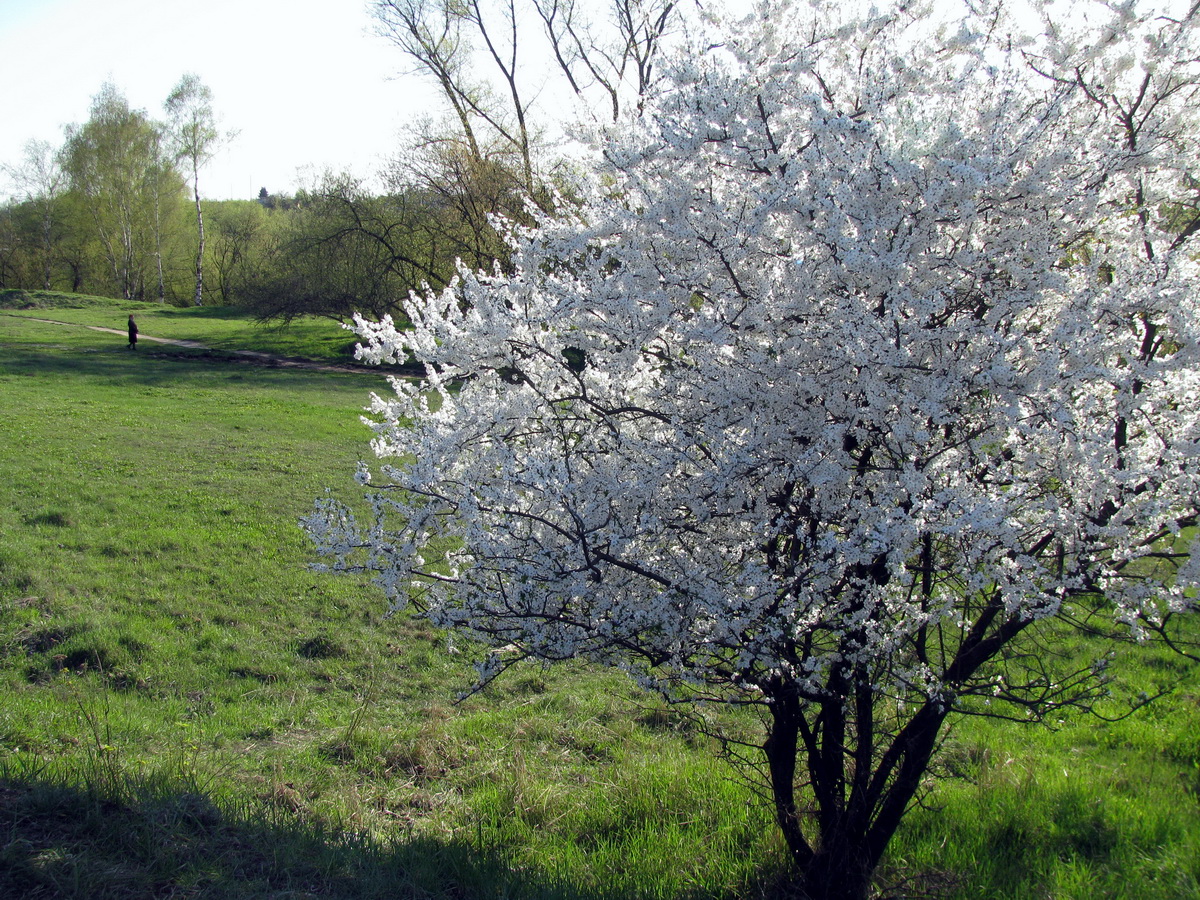 Алыча фото дерева в цвету