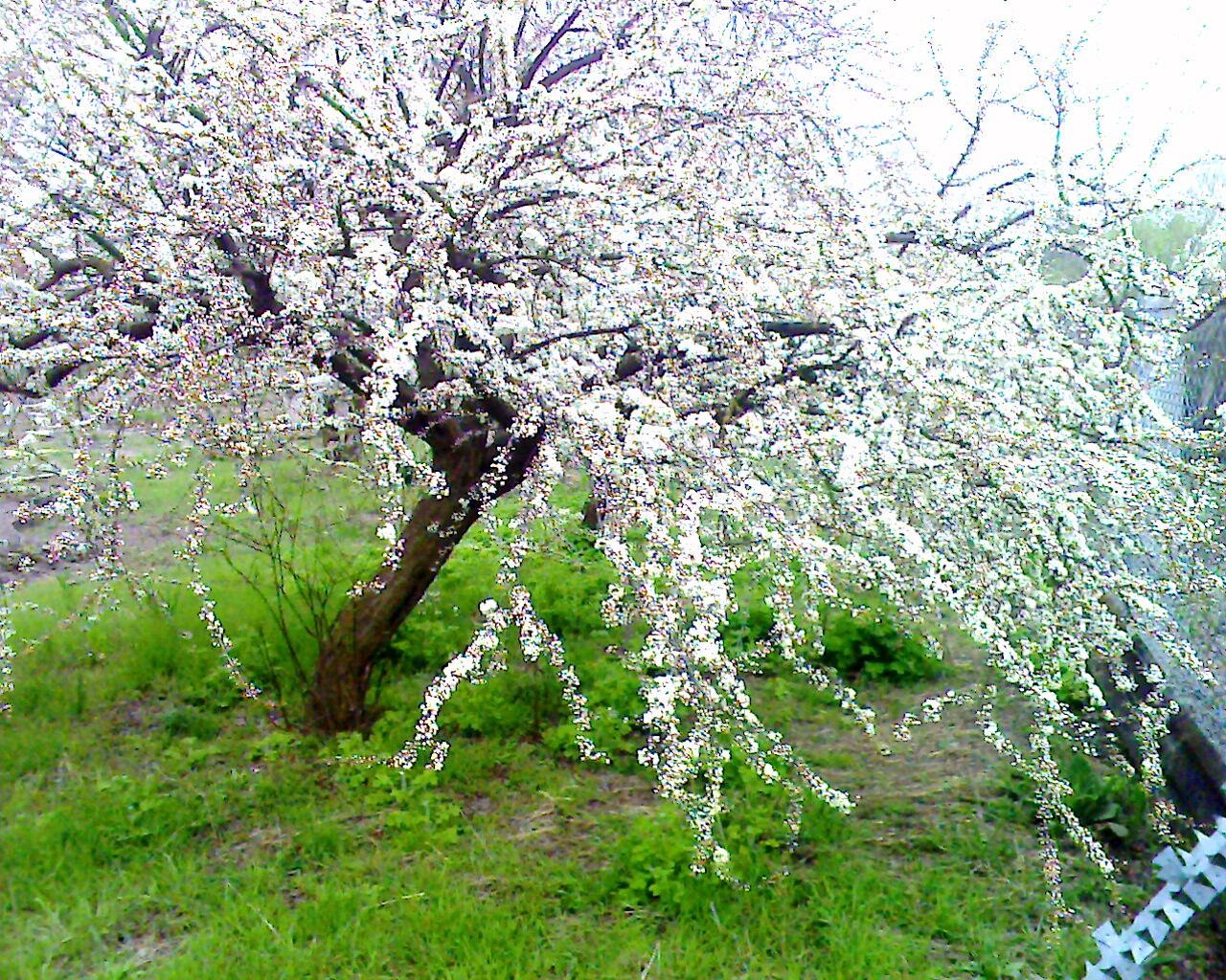 Как цветет алыча дерево фото