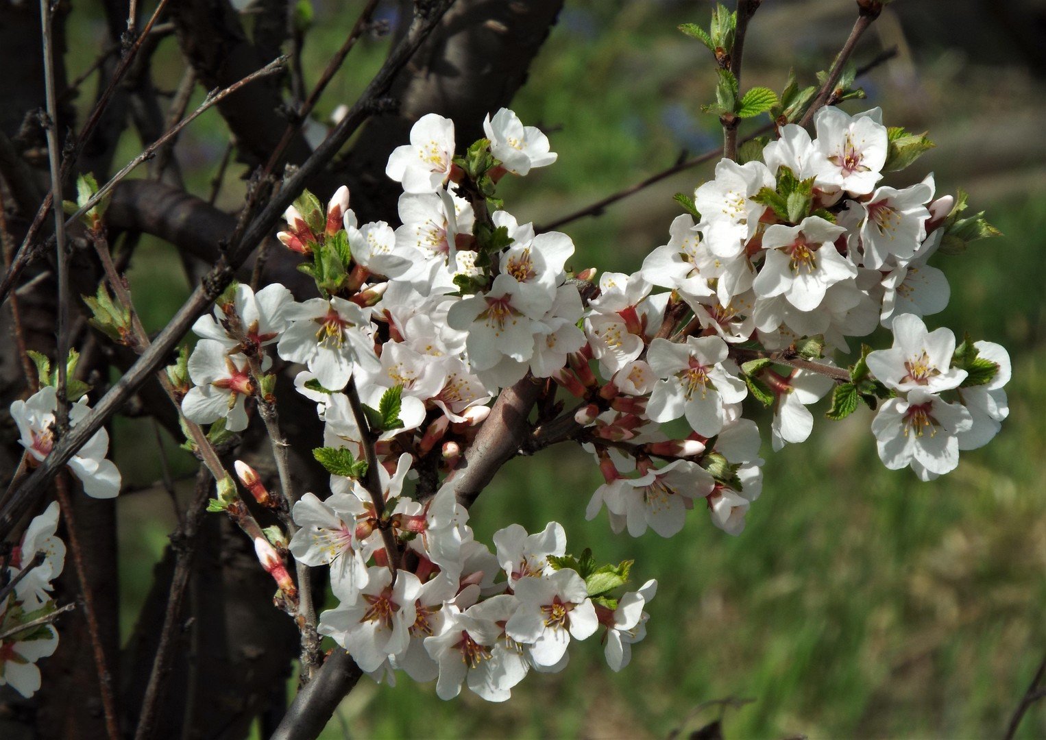 Войлочная вишня после цветения. Монилиоз войлочной вишни. Вишня войлочная белая. Войлочная вишня цветение. Войлочная вишня фото цветение.