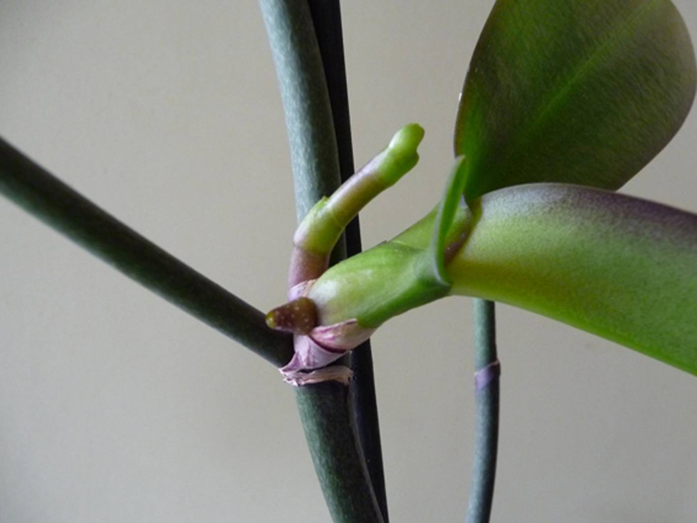 Детки орхидеи фаленопсис