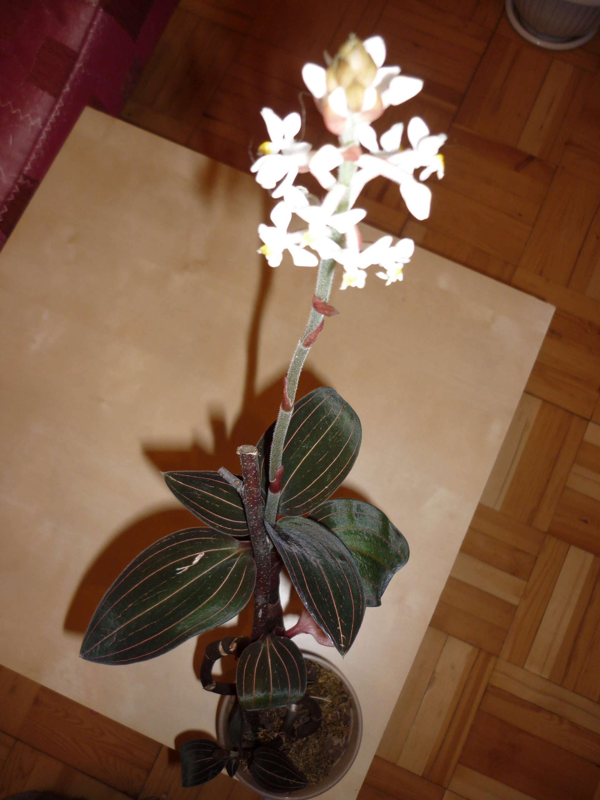 Орхидея Лудизия цветение