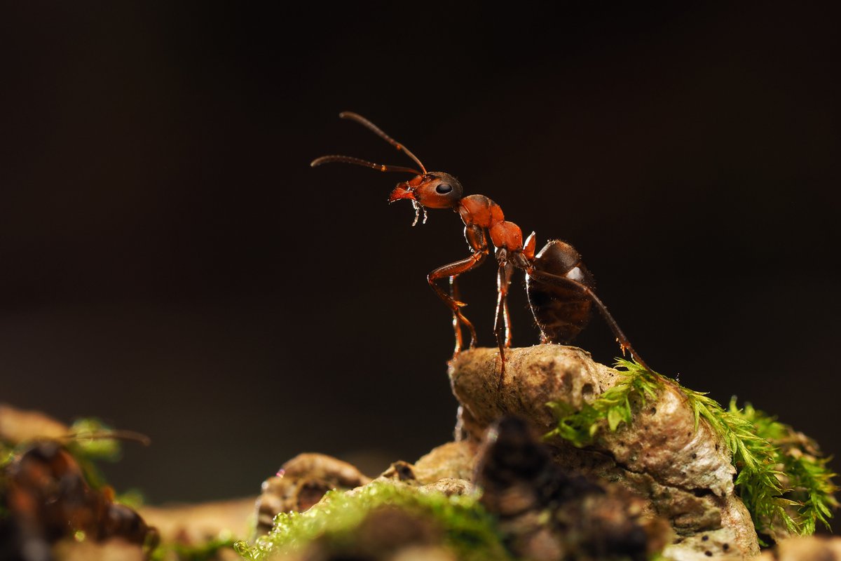 Ant thorp