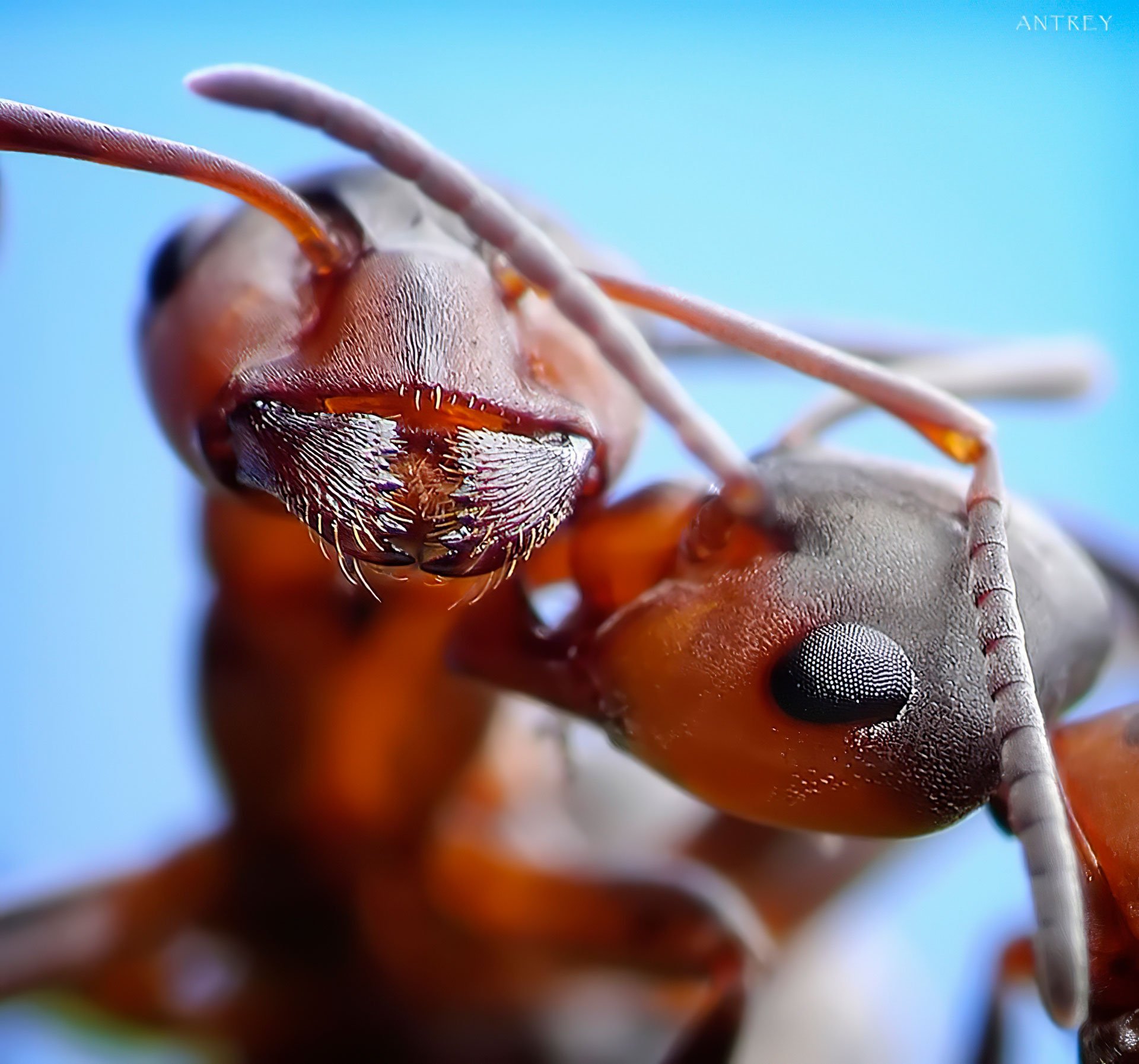 Муравей слушать. Cataglyphis bombycina. Муравей кефалот. Андрей Павлов фотограф муравьи. Муравей Макросъемка.
