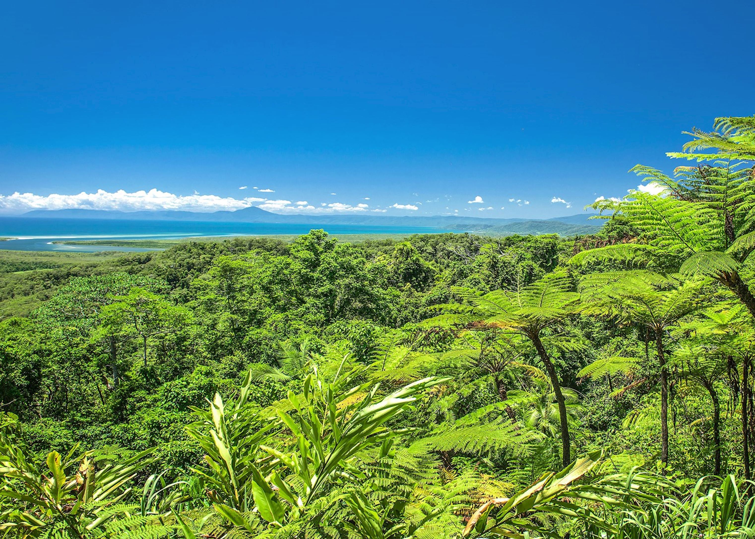 Тропические леса Гондваны Австралии