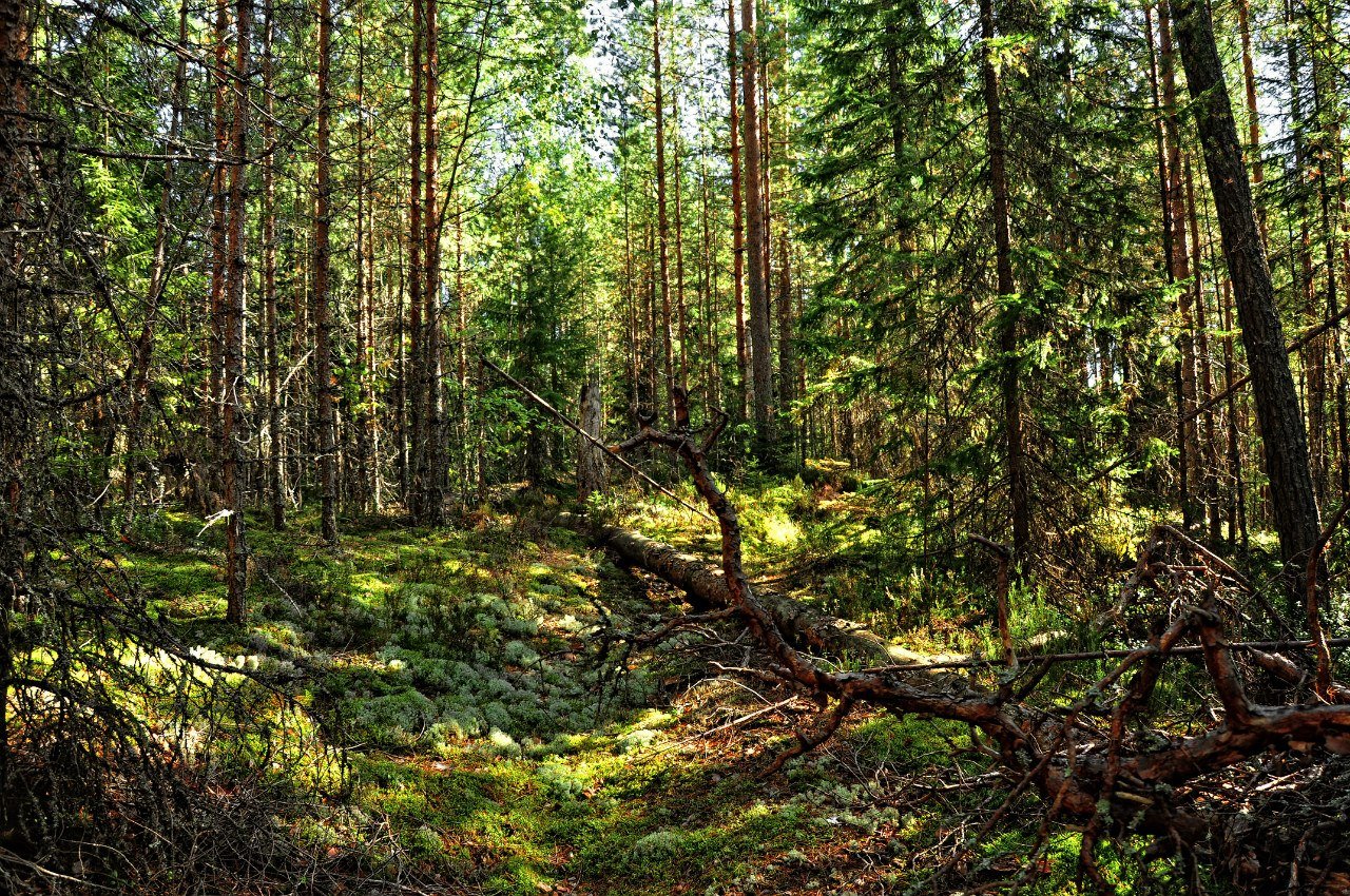 Таежные леса в Карелии