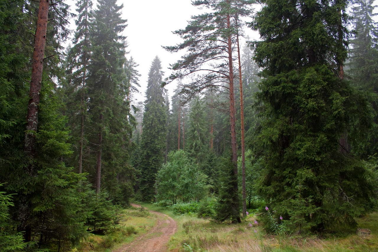 Сосновый Бор Ленинградская лес
