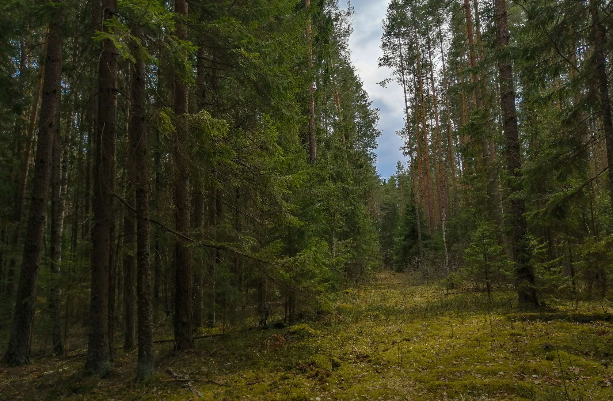 Еловый лес Брянск