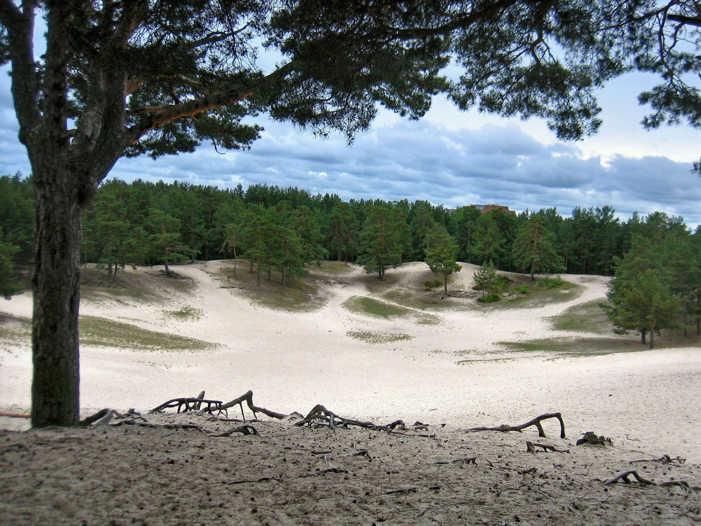 Дюны в Сосновом Бору Ленинградской области