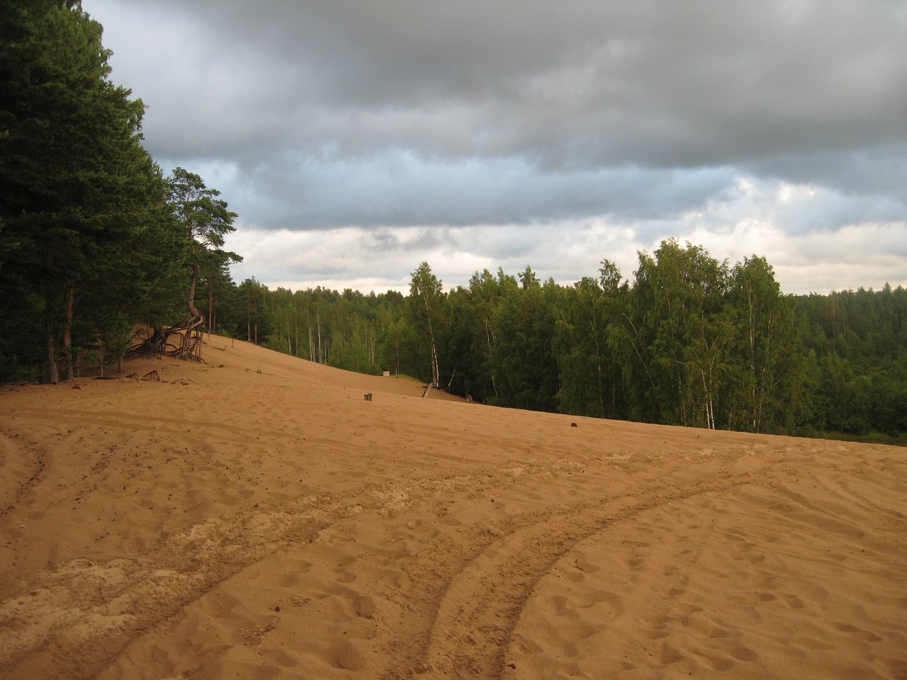 Сосновый лес на песчаных дюнах в Цюрупе