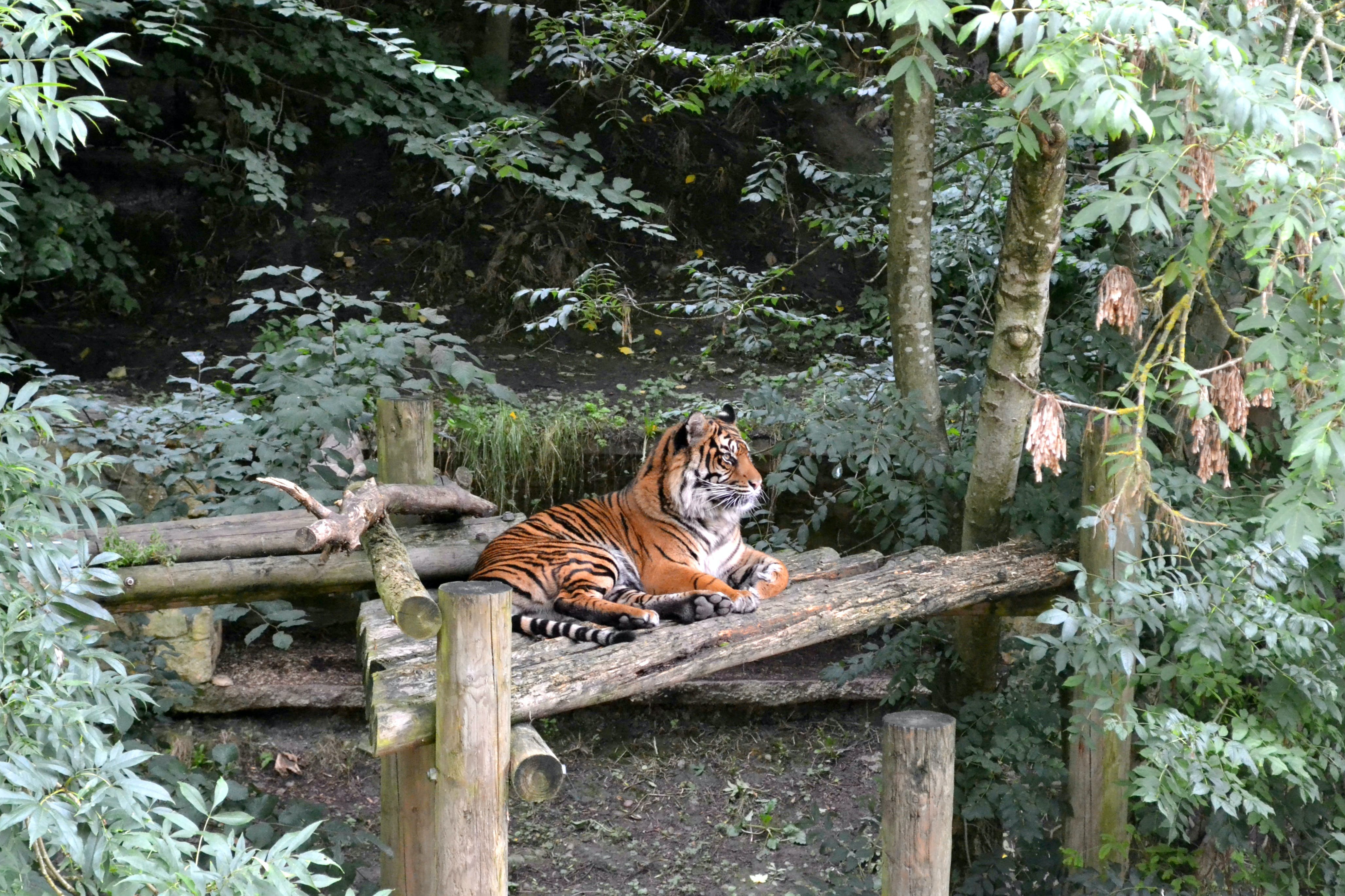 Тигр живут в зоопарке. Тигр в джунглях. Тигр на дереве. Тигр в природе. Тигр в лесу.