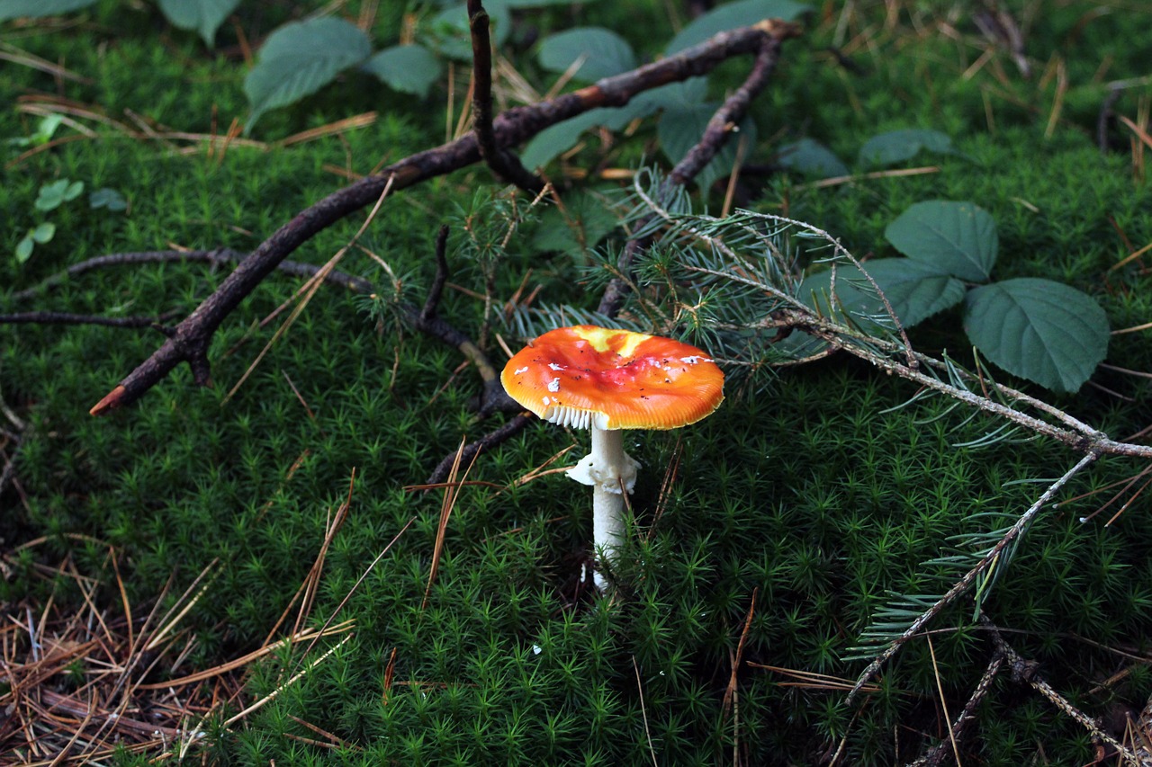 Красный гриб в еловом лесу