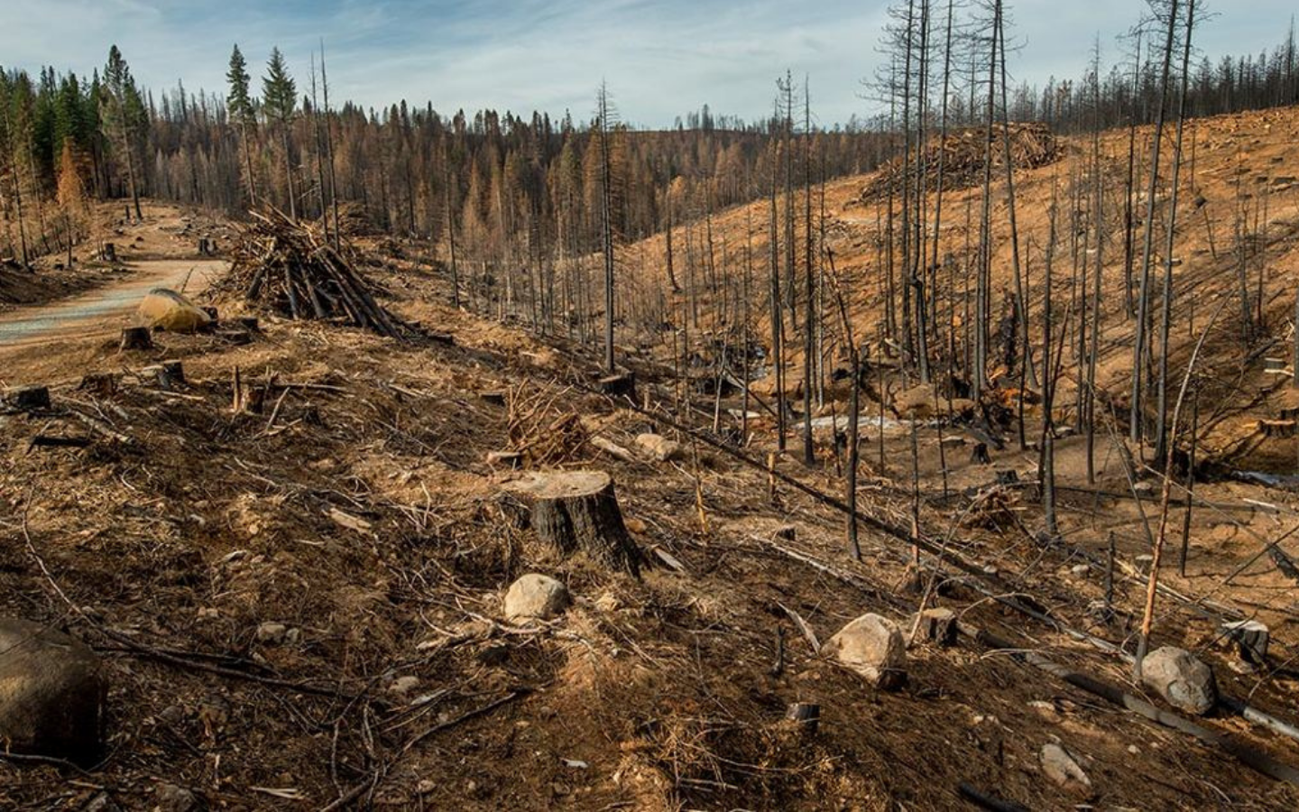 Обезлесивание. Последствия обезлесения леса. Вырубка лесов в России экологическая проблема. Истребление лесов. Уничтожение лесов.