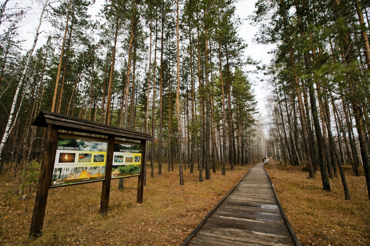Бузулукский Бор национальный парк сосна