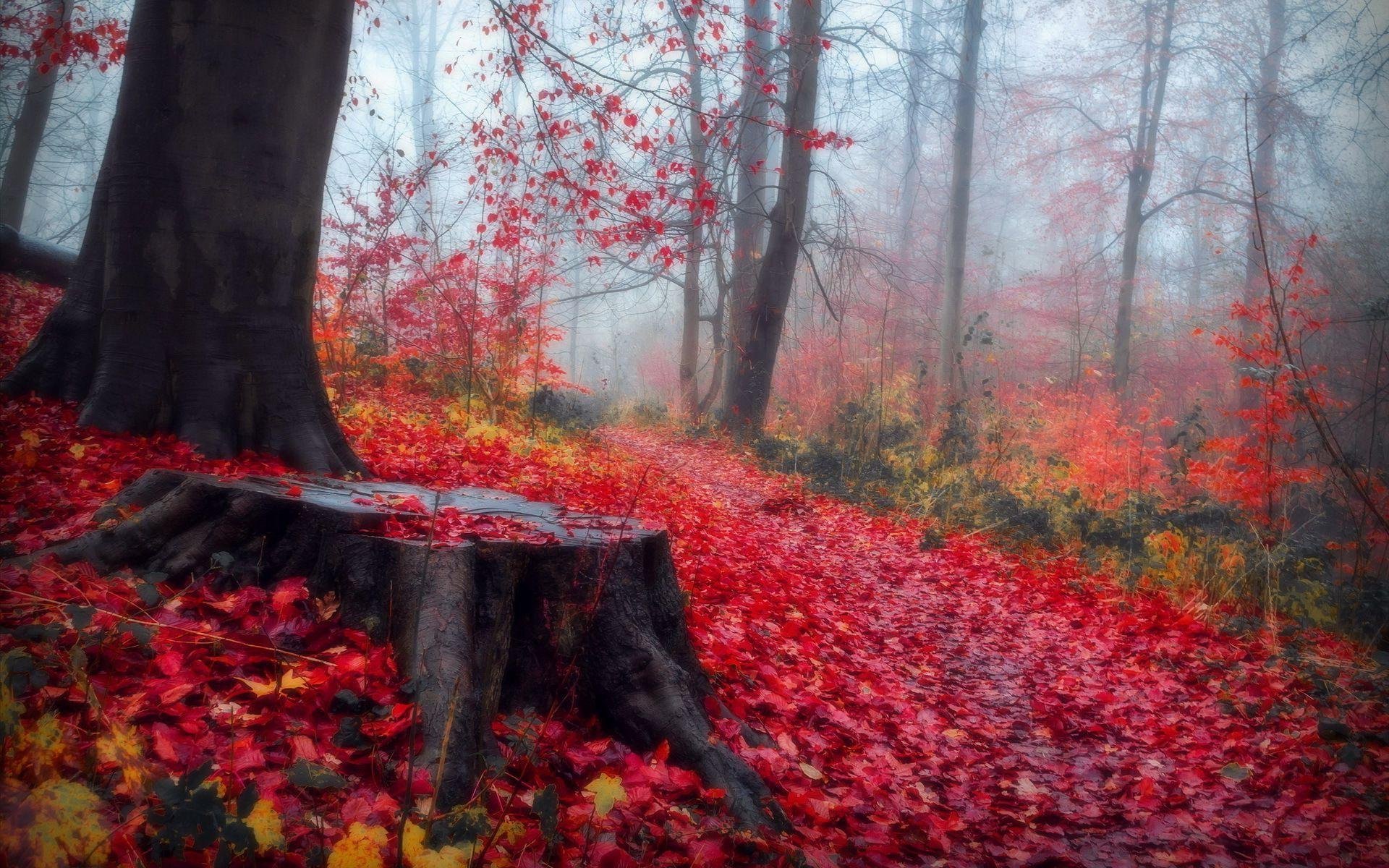 Багряная лета. Роминтенская пуща (красный лес). Багряный лес. Осенний лес. Багряная осень.