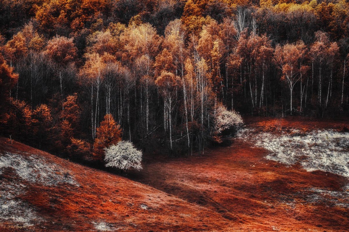 Багряный лес фото
