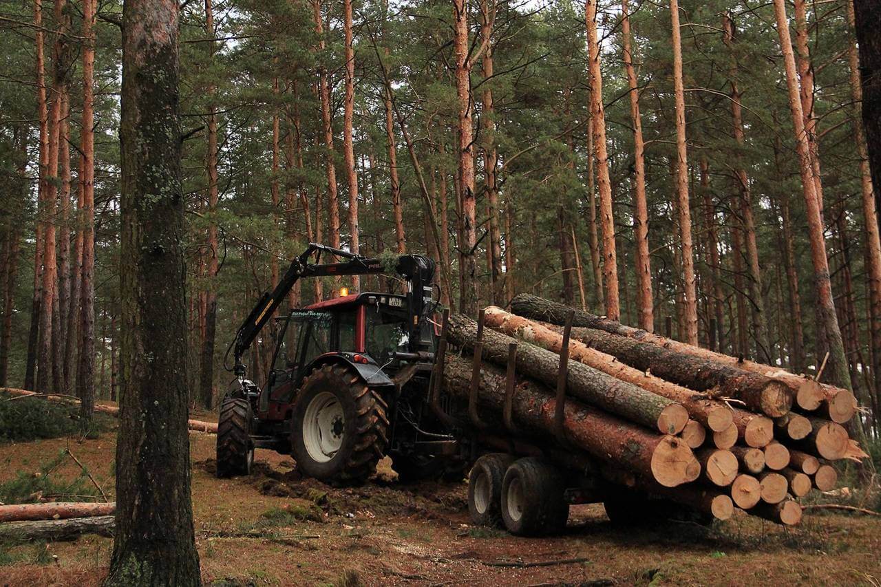 Вырубка лесов в России