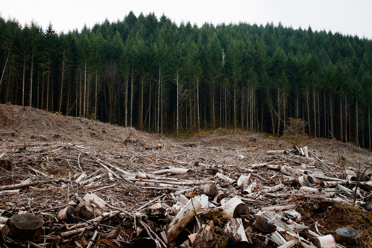 Вырубка лесов. Истребление лесов. Вырубленный лес. Уничтожение леса. Почвы тайги северной америки
